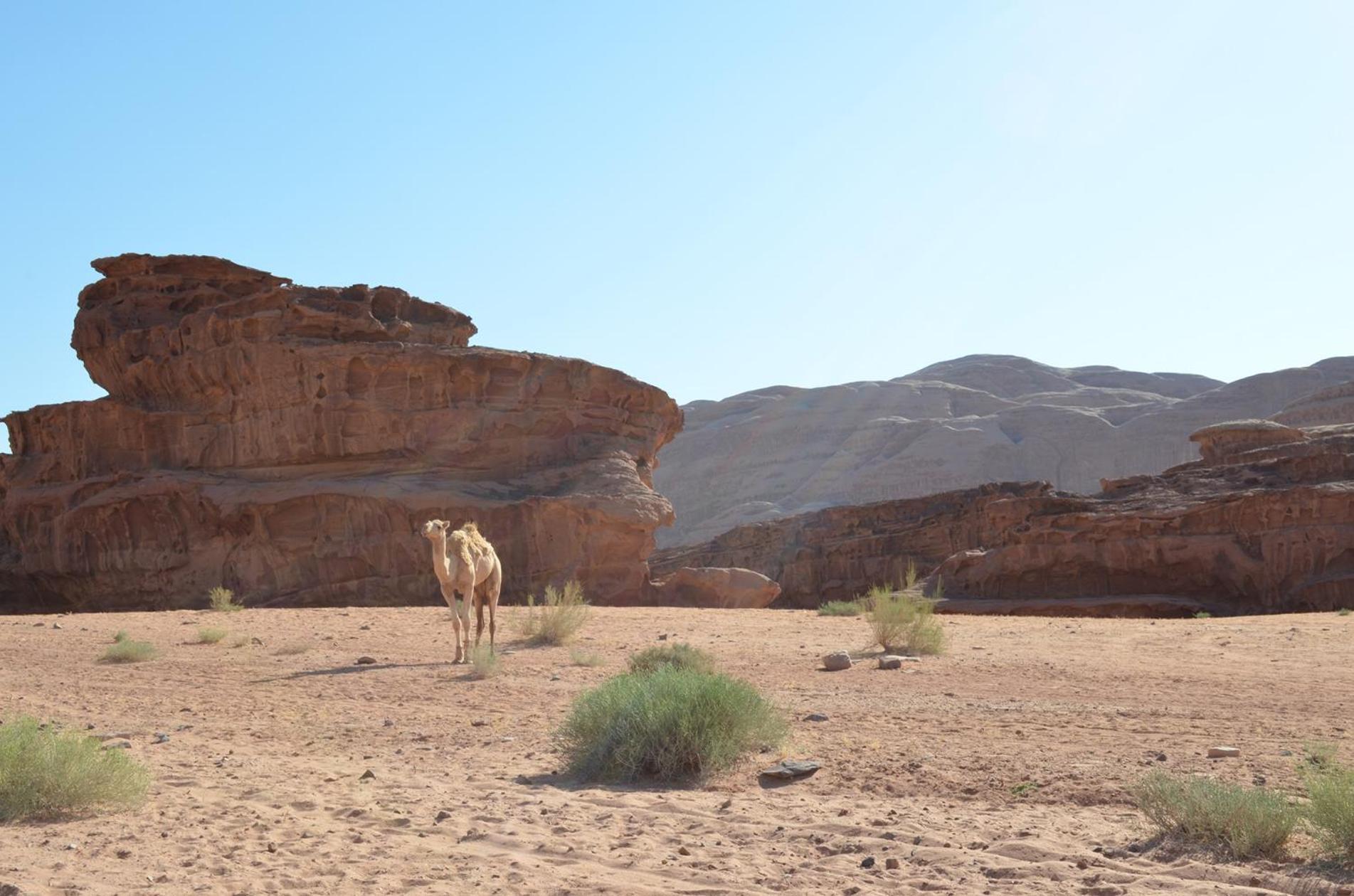 Wadi Rum Caeser Camp Hotell Exteriör bild